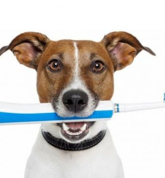 Cómo lavarle los dientes a un perro