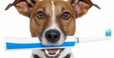 Cómo lavarle los dientes a un perro