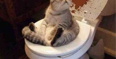 ¿Por qué mi gato se mancha cuando caga?