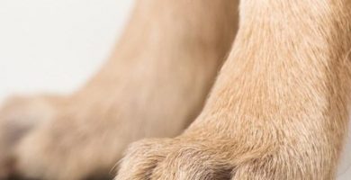 ¿Por qué mi perro tiene las patas delanteras torcidas?