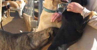 Protectora de animales en Alcalá de Henares