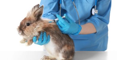 Vacuna mixomatosis y hemorragia vírica precio: ¿Por qué es esencial para tu conejo?