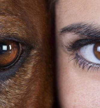 Como limpiarle los ojos a un perro