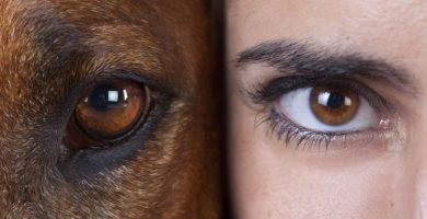 Como limpiarle los ojos a un perro