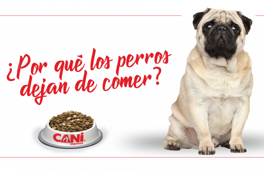 Aparcamiento para perros: ¿dónde dejar a tu mascota cuando vas de viaje?