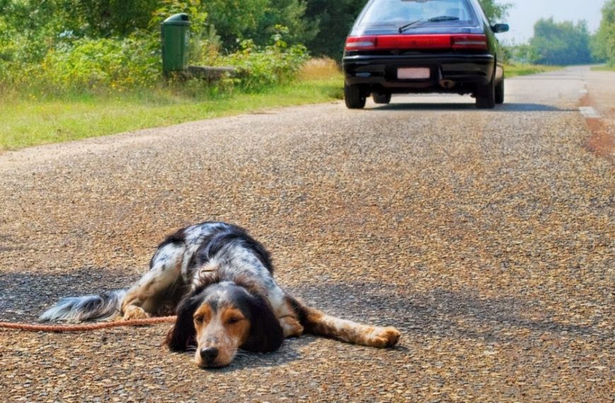 Atropellar a un perro: ¿Pueden denunciarme?
