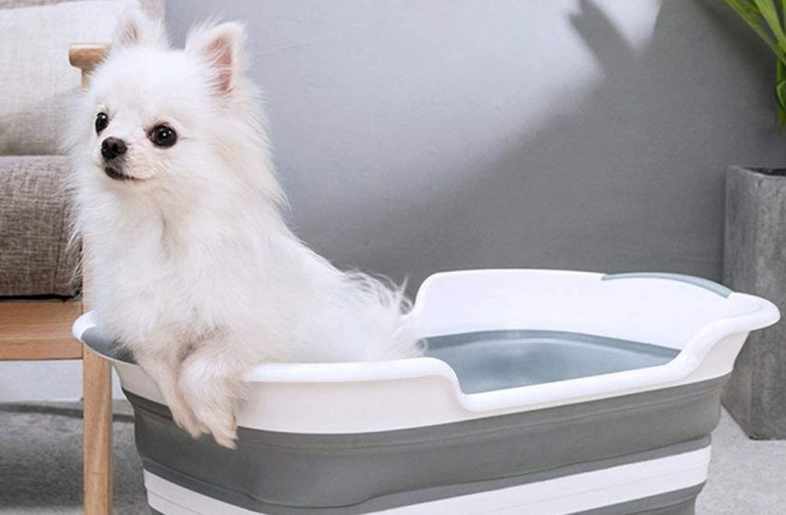 Can panedes perros: cómo educar a tu perro en el baño