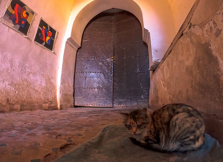 Castrar a un gato: ¿haram o no haram?