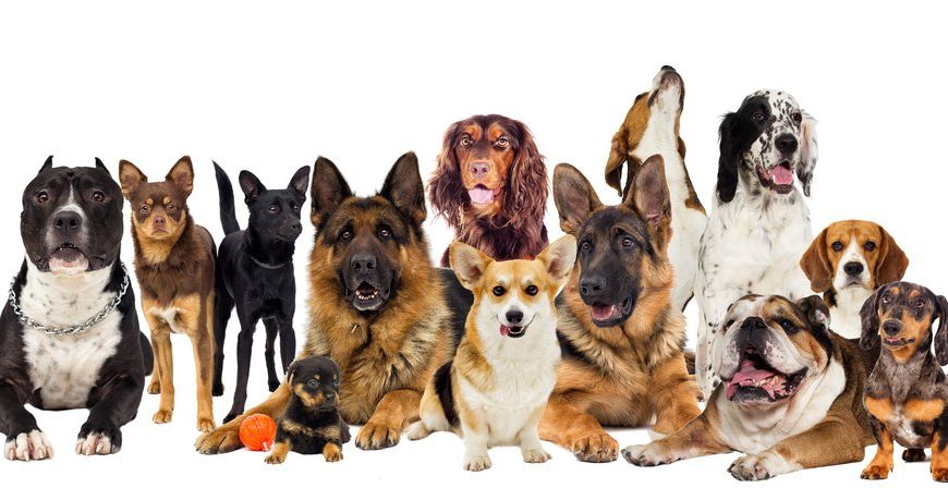 Castrar a un perro: ¿Es conveniente o no?