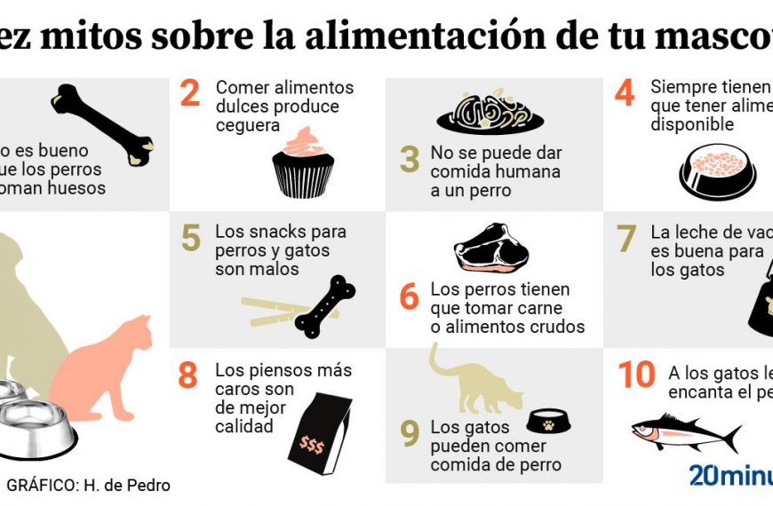 Comida para perros: ¿es buena o es mala darles comida humana?