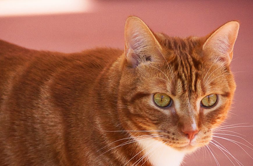 Cómo afecta a un gato el corte de sus bigotes