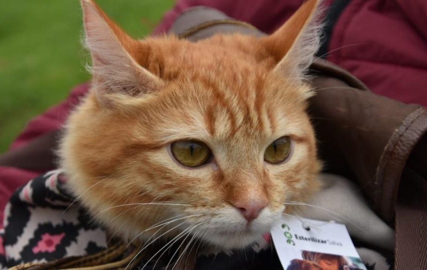 Cómo controlar a tu gato