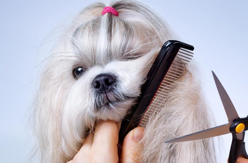 Como cortar el pelo a tu perro