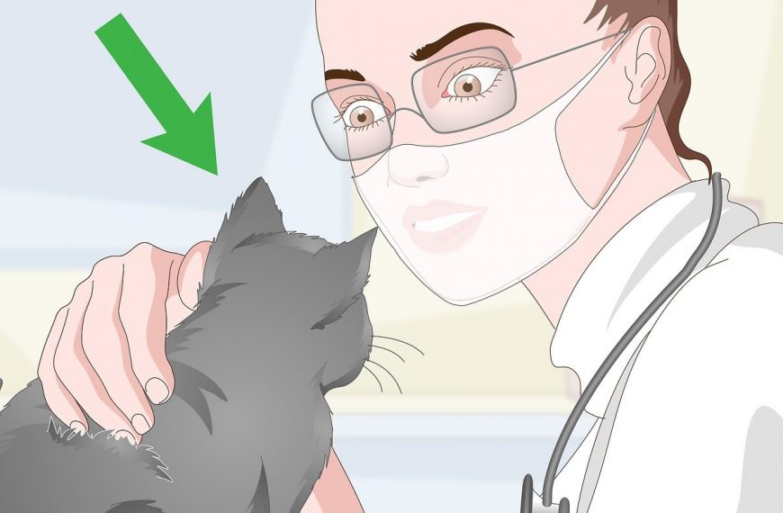 Cómo eliminar el olor de orina de gato de forma natural