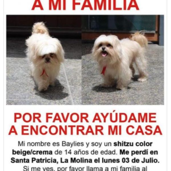 Cómo encontrar a un perro perdido: Tips para buscar a tu mascota