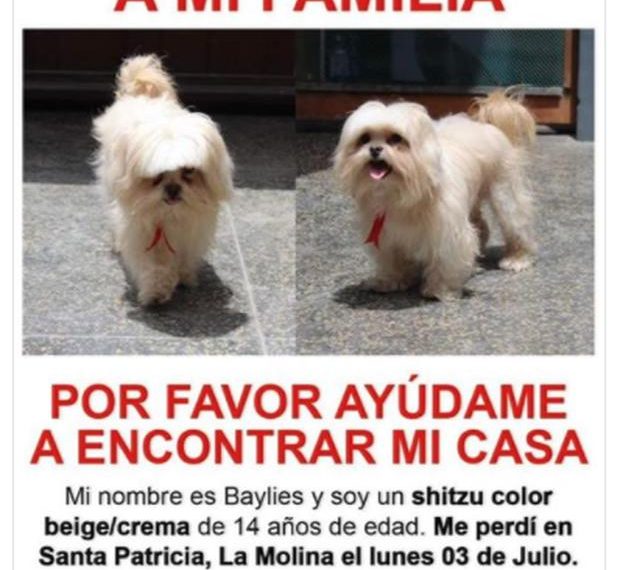 Cómo encontrar a un perro perdido: Tips para buscar a tu mascota