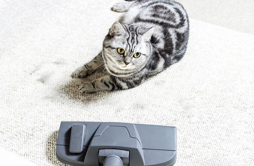 Cómo fregar el suelo cuando hay gatos