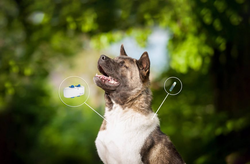 Como mantener a tu perro sano y feliz