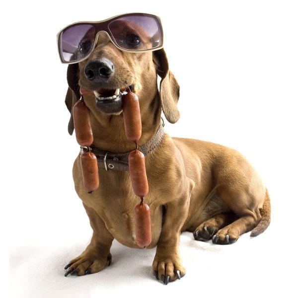 ¿Cómo mezclar el pienso de mi perro?