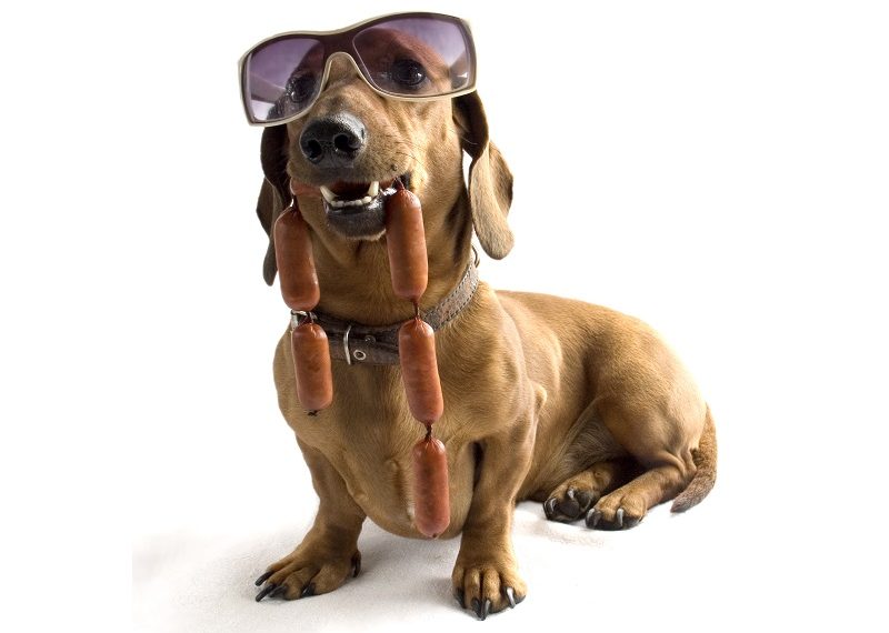 ¿Cómo mezclar el pienso de mi perro?