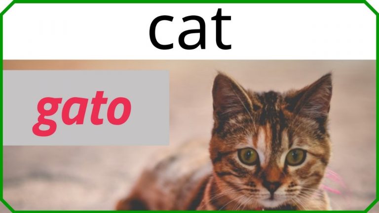 Cómo escribir gato en inglés - tuveterinario24.es