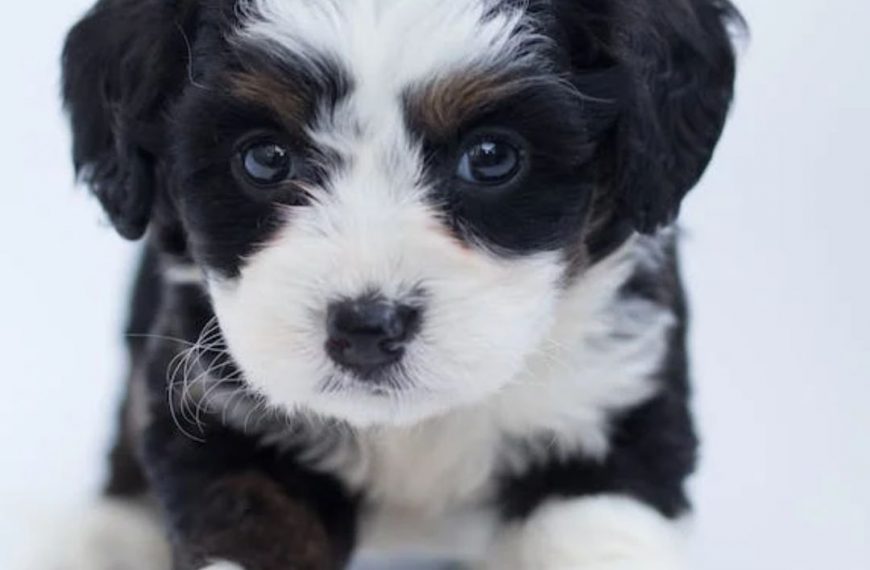 Cómo pronunciar perro en inglés