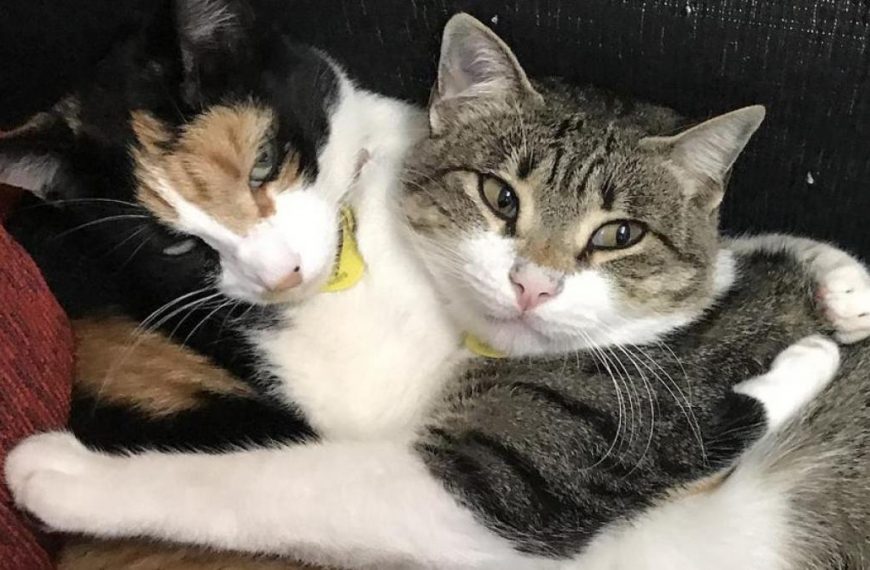 Como proteger a tu gato de enfermedades