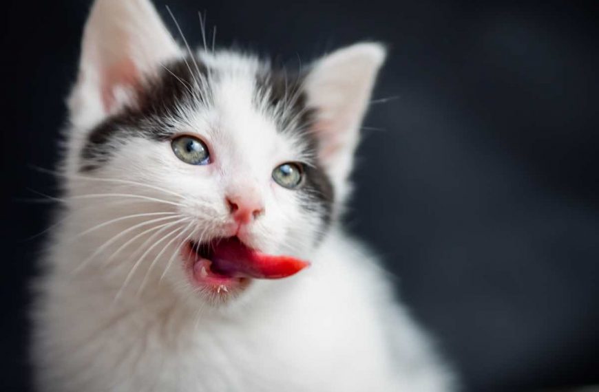 Cómo respiran los gatos