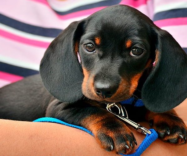 Cómo saber cuánto crece un perro