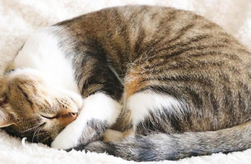 Cómo saber cuánto duermen los gatos