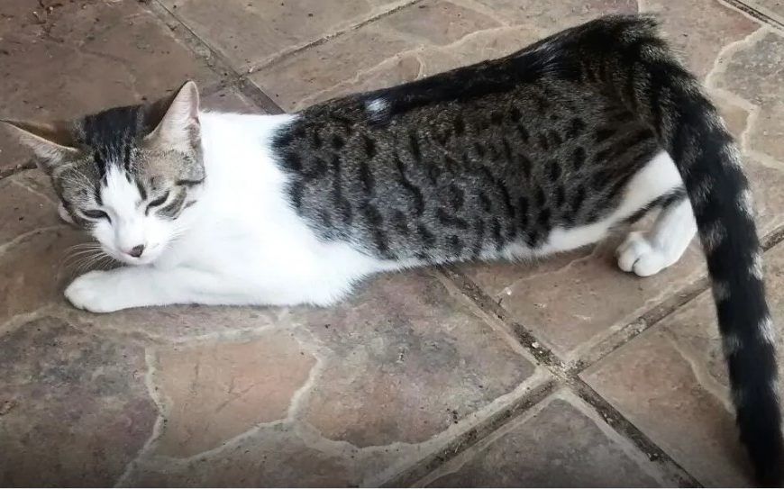 Cómo saber cuánto dura el celo de una gata