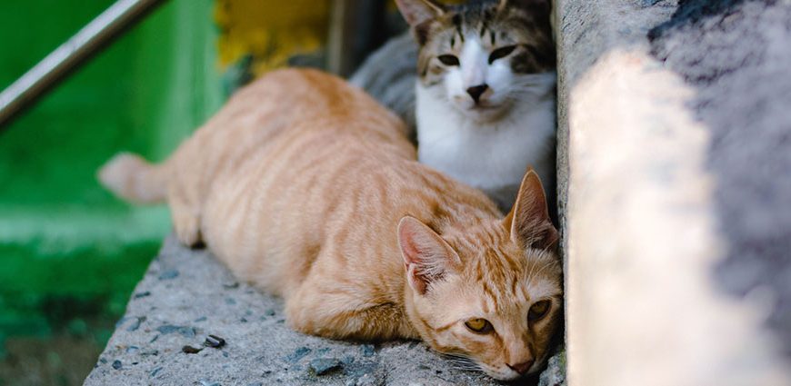 Cómo saber cuánto durará el celo de tu gato macho