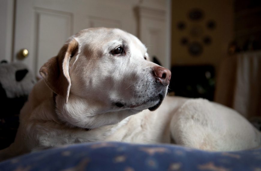 Cómo saber si tu perro tiene gases.