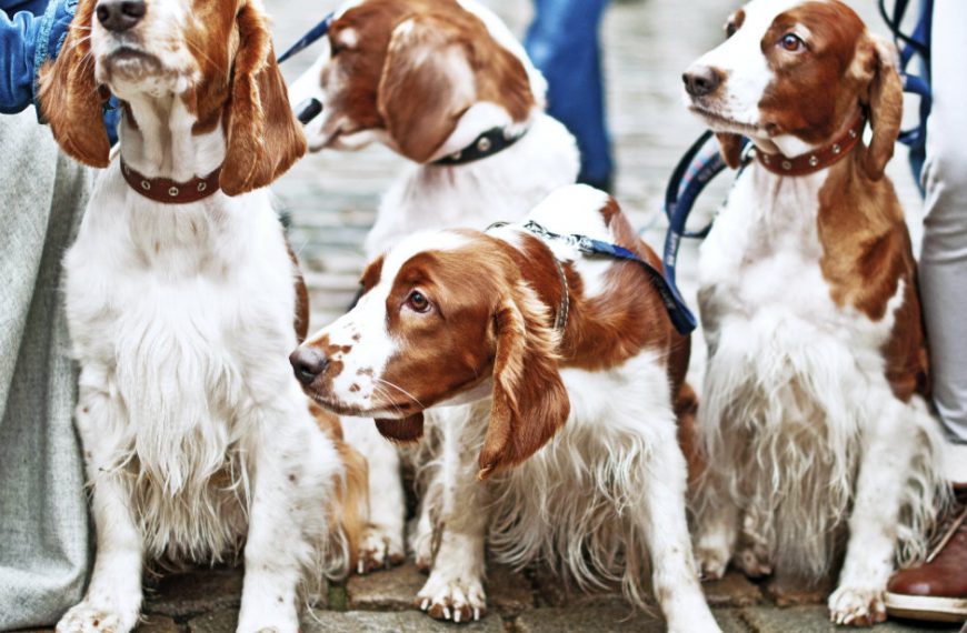 Cómo sacar a pasear a tu perro sin miedo