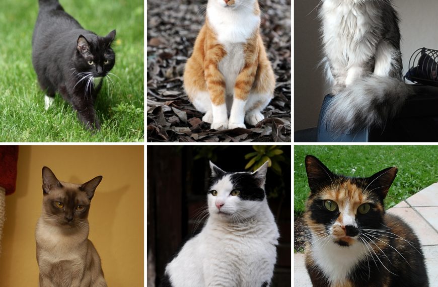 Cómo se dice gato en guaraní