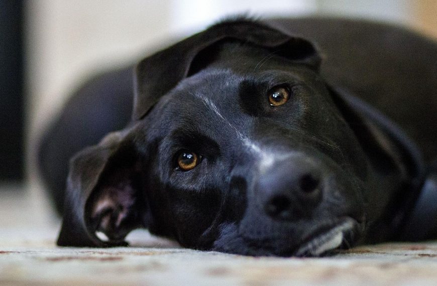 Cómo se dice perro en catalán?