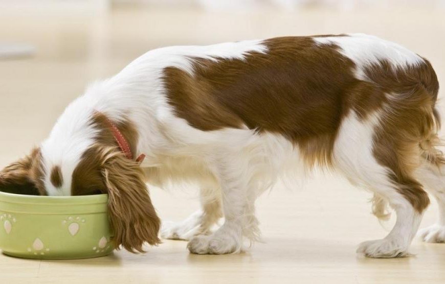 Cuál es el mejor pienso para perros según la OCU