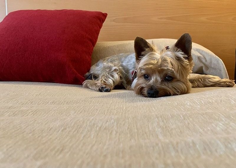 Cuál es la temperatura normal en perros y cuándo se considera que tienen fiebre