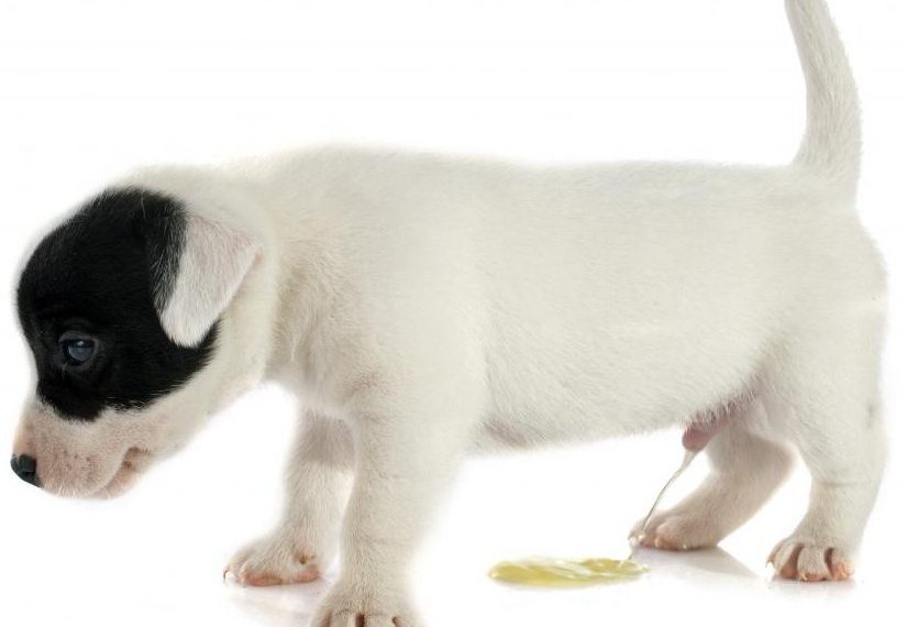 Cuando duerme, mi perro se le escapa la orina