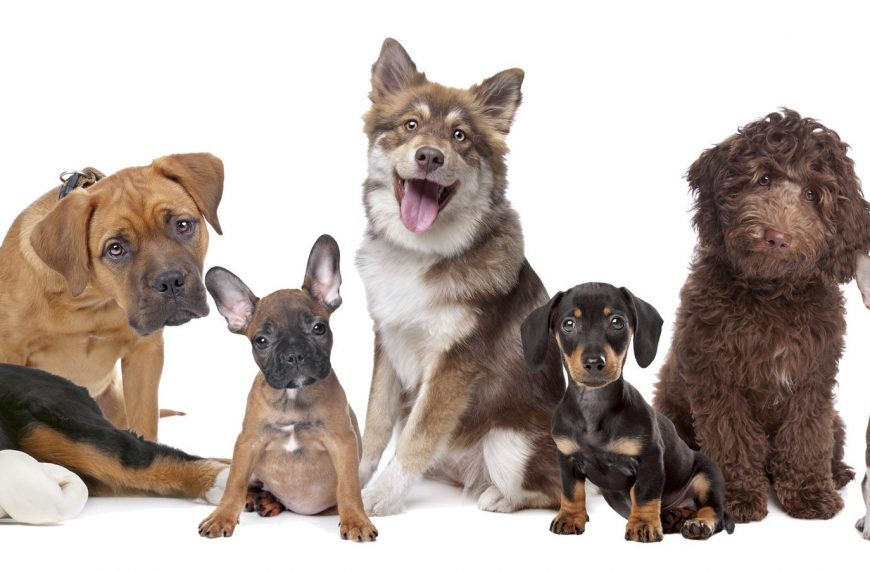 Cuánto dura el embarazo en perros