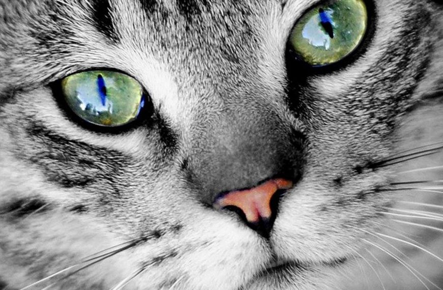 De qué colores ven los gatos?