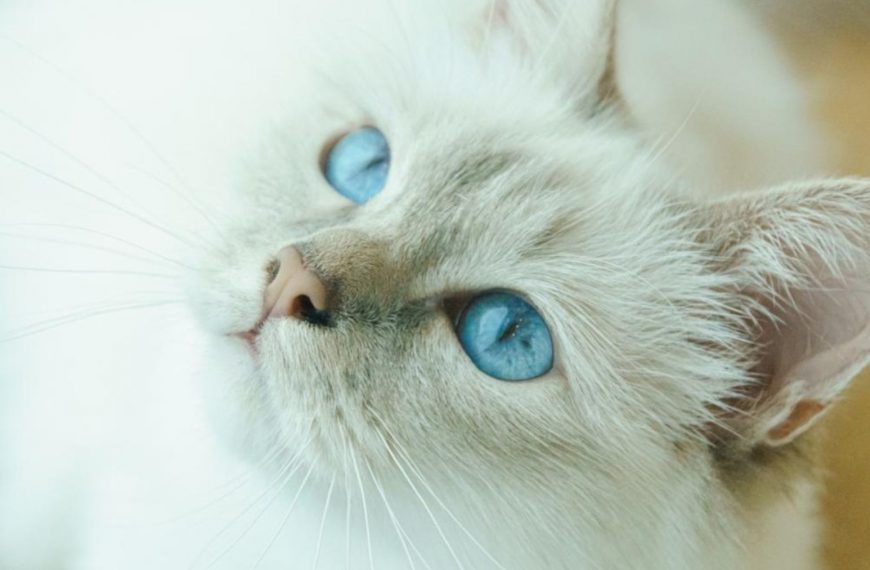 Dos gatos, una locura