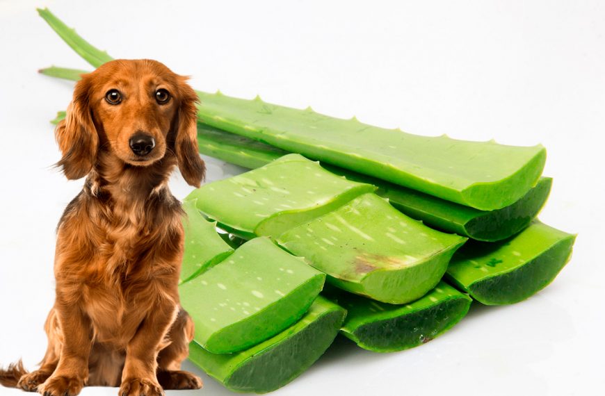 El bicarbonato de sodio es seguro para los perros