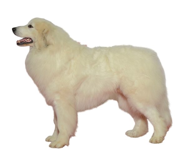 El perro de los Pirineos