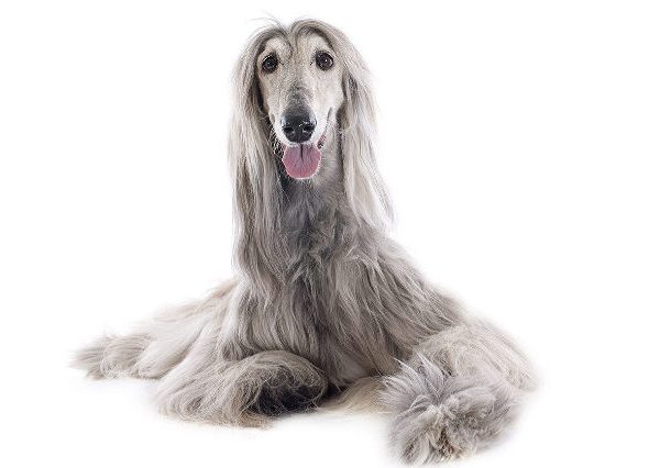 El perro más rápido del mundo