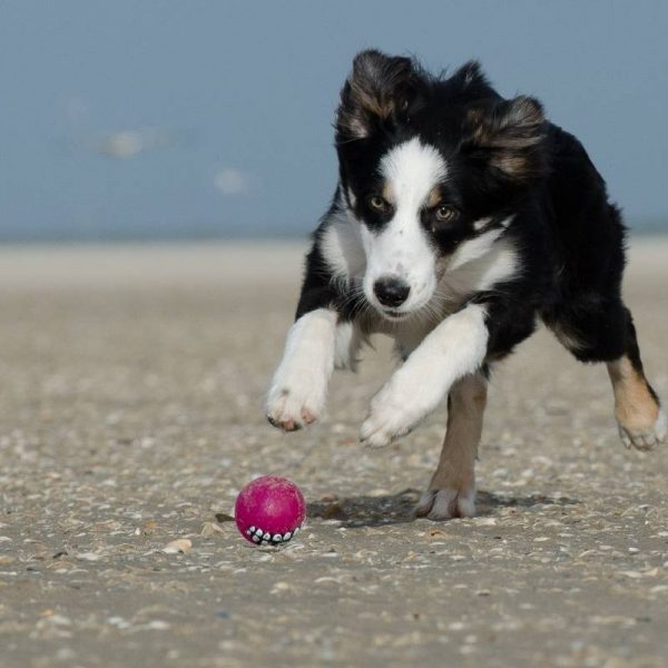 El perro tiene dolor en el estómago y tiembla