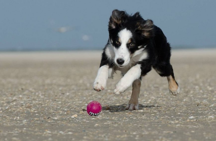 El perro tiene dolor en el estómago y tiembla
