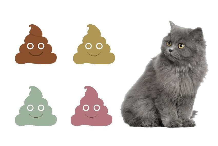 El problema de la caca de gato: cómo solucionarlo