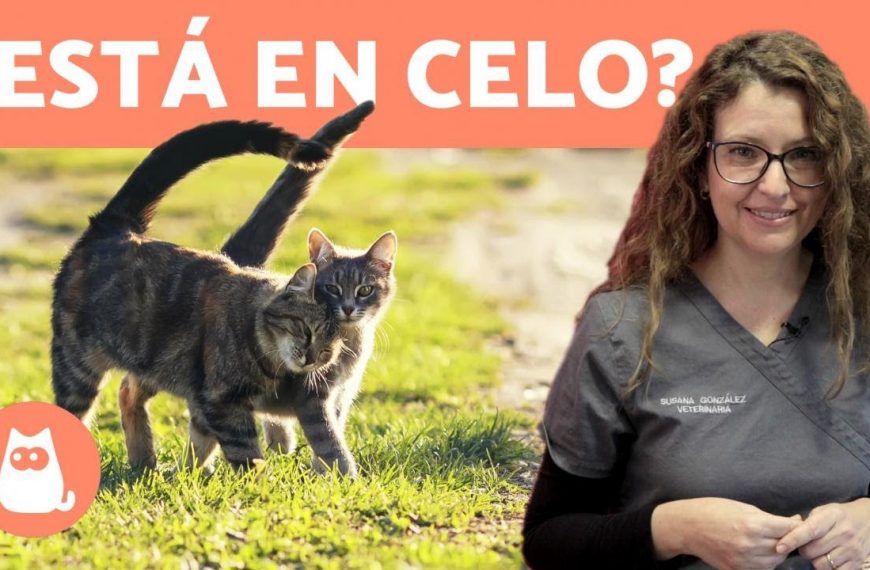 El rabo de gato sirve para proteger las zonas sensibles de las gatas durante el parto