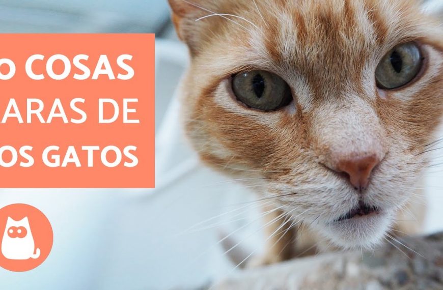 El significado detrás de las acciones de tu gato